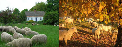 Pasture Raised Lamb Western Mass